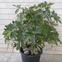گل شفلرا