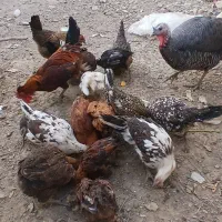 مرغ|حیوانات مزرعه|اصفهان, زیار|دیوار