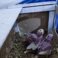 عروس هلندی|پرنده|خرمشهر, |دیوار