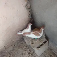 چپ نرو ماده