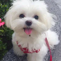 توله پودل کراس عروسکی