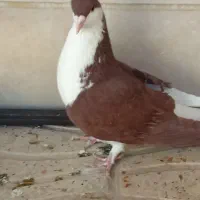 رنگی وسیاهپوش|پرنده|محمدیه-قزوین, |دیوار