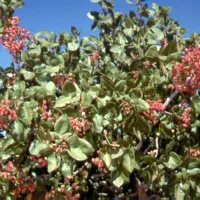 یکسال زحمت ،پسته پوک