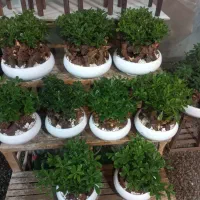 گل بونسای میخک هندی