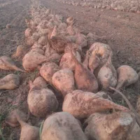 چغندر|عمده‌فروشی|اصفهان, نقش جهان|دیوار