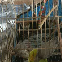 عروس هلندی|پرنده|فولادشهر, C5|دیوار