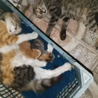 گربه گمشده، مژدگانی