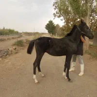 اسب نریان مشکی کرد