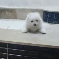 سگ پامرخرسی عروسکی