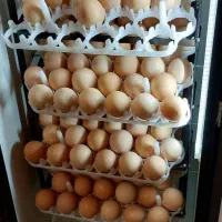 دستگاه جوجه کشی تمام اتوماتیک هدایت