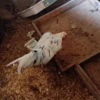 4 تا خروس لاری جوان 2تا سفید دورگه|حیوانات مزرعه|رامیان, |دیوار