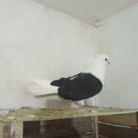 نرمرکبی|پرنده|زاغه, |دیوار