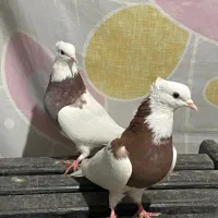 کبوتر طوقی|پرنده|پل سفید, |دیوار