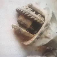 فروش دوعددکله گاوی پیکان|قطعات یدکی و لوازم جانبی|زارچ, |دیوار