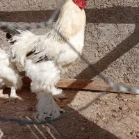 یک جفت مرغ خروس برهما|حیوانات مزرعه|سجاس رود, |دیوار