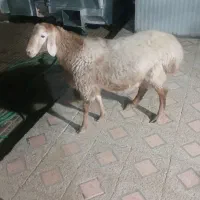 دوتا بره نر چینی.راور