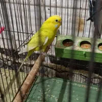 مرغ عشق مولد|پرنده|آبادان, |دیوار