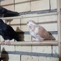 طوقی  صندق سینه ای
