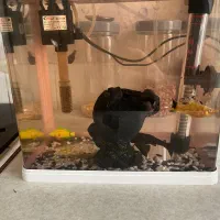 آکواریوم دلسا