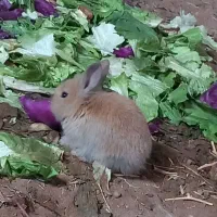 بچه خرگوش لوپ هلندی|موش و خرگوش|قم, شاه سید علی|دیوار