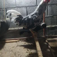 خروس ریش گلین|حیوانات مزرعه|گمیشان, |دیوار