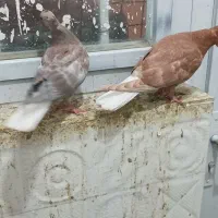 دمسفید کلاغ کاکلی طوقی ابلق دمسفید|پرنده|چناران, |دیوار