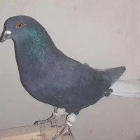 دم سفید و پاکستانی|پرنده|تربت‌حیدریه, بالا ولایت|دیوار