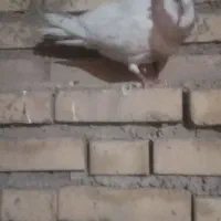گمشده