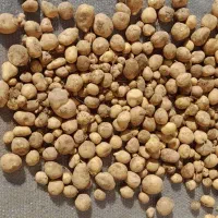 سیب زمینی ارگانیک