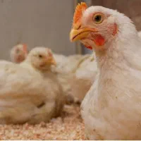 مستقیم سفارش باماشین حمل برای یاسوج جوجه گوشتی|حیوانات مزرعه|یاسوج, |دیوار