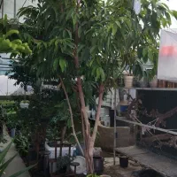 گل اپارتمانی