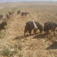 ۸۰راس بز یک دست جوان فروشی|حیوانات مزرعه|خرم بید, |دیوار