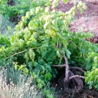 فروش باغ انگور