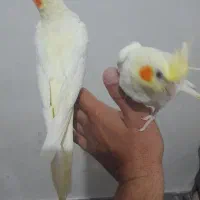 جوجه طوطی عروس هلندی|پرنده|سوسنگرد, |دیوار