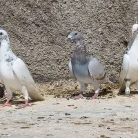 کفتر نر پرشی|پرنده|شیراز, حومه شیراز|دیوار