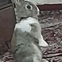 خرگوش گمشده
