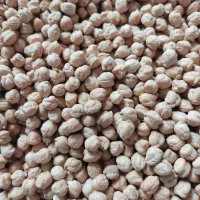 نخود با کیفیت وزود پز کرمانشاه ۱۳۵هزار