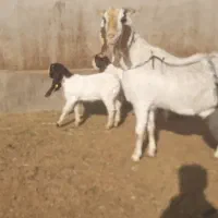 دوعدد بز پاکستانی|حیوانات مزرعه|سبزوار, قصبه غربی|دیوار