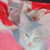 واگذاری گربه نژاد Dsh|گربه|رشت, حمیدیان|دیوار