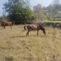 قاطر|حیوانات مزرعه|سیاهکل, |دیوار