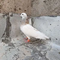 کبوتر طوقی هفرنگ بی کاکل|پرنده|قزوین, |دیوار