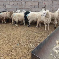 بز میش بره کهره نری قوج نر ماده|حیوانات مزرعه|کرمان, |دیوار