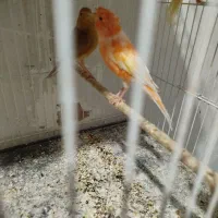 قناری ماده|پرنده|رفسنجان, |دیوار