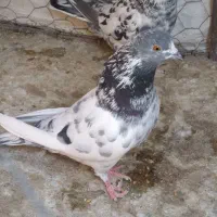کفتر پرشی