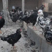 مرغ و خروس گلین|حیوانات مزرعه|مبارکه, |دیوار
