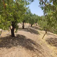 1000متر زمین کشاورزی|فروش زمین و ملک کلنگی|شاهینشهر, بوستان حافظ|دیوار