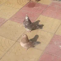 سرور|پرنده|اردبیل, |دیوار