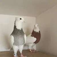 کبوتر طوقی|پرنده|هشتگرد, مدرس|دیوار