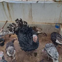 بوقلمون محلی