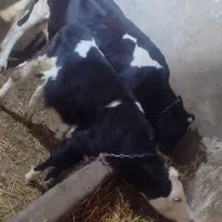 گاو هلشتاین  با گوساله سیمینتال